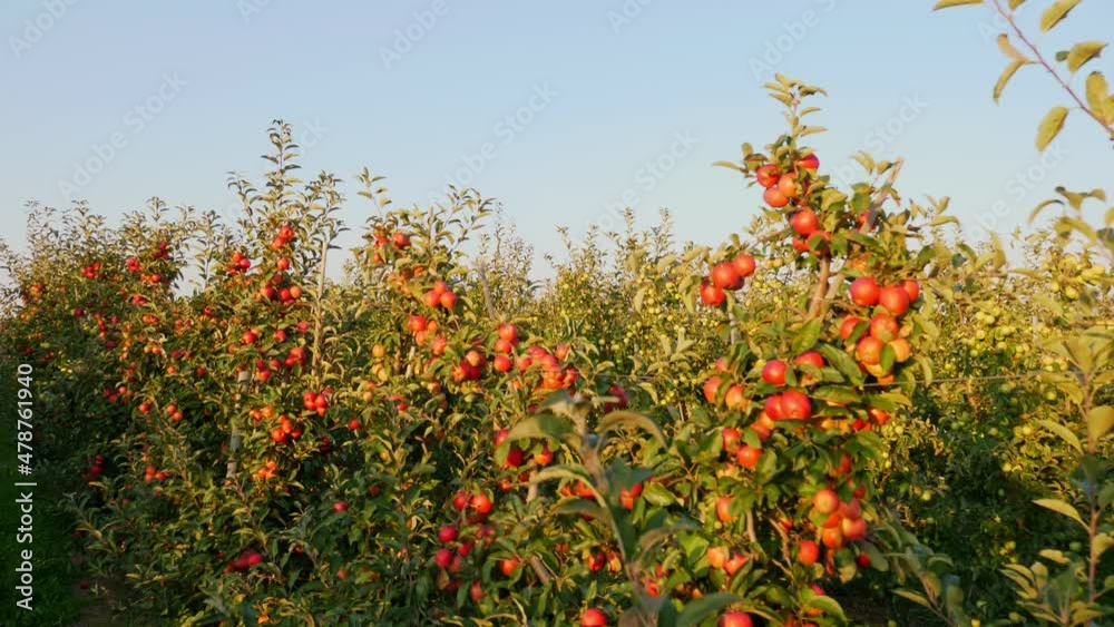 apple garden. apple harvest. beautiful apple orchard with many ripe, red, juicy apples on tree branches, at sunset, in sun flare. organic fruit. eco garden. Gardening. organic food. apple garden. apple harvest. beautiful apple orchard with many ripe, red, juicy apples on tree branches, at sunset, in sun flare. organic fruit. eco garden. Gardening. organic food.