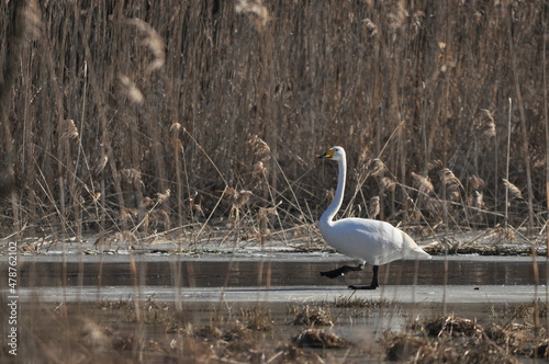 Whooper swan swimming on the Narewka River in the Bialowieza National Park. Backwaters of the river and horse mating season. photo