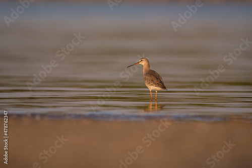 Spotted redshank - Tringa erythropus shorebird