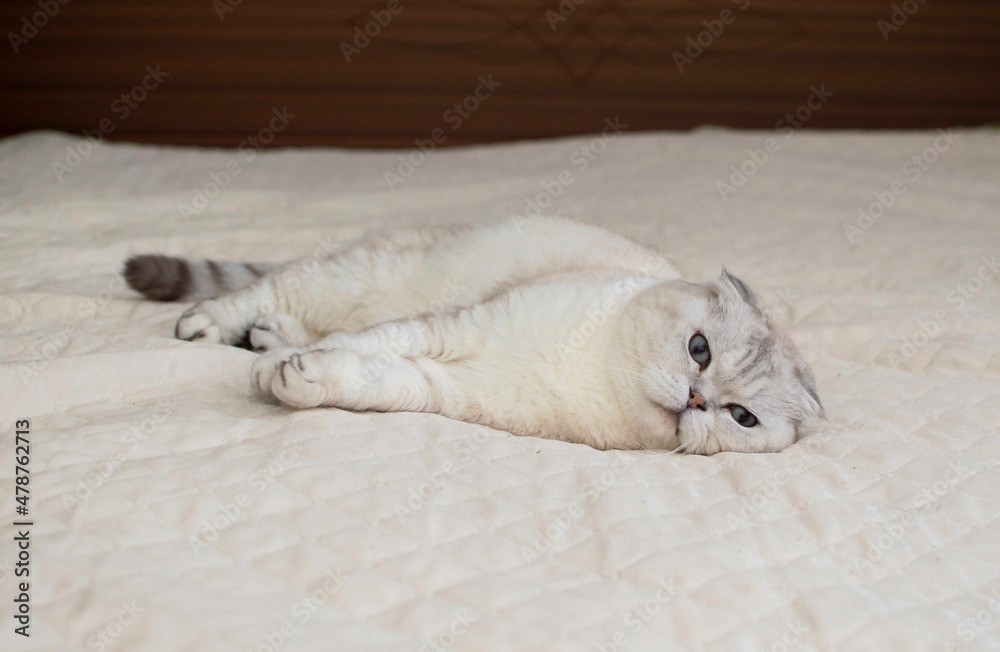 British Cat With Big Blue Eyes In A Home Interior A Domestic Gray Cat British Cat With Big Blue Eyes In A Home Interior A Domestic Gray Cat