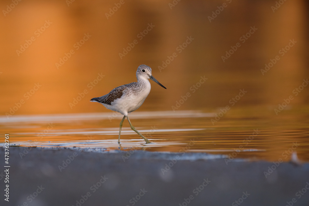 Common greenshank - tringa nebularia on the lake Common greenshank - tringa nebularia on the lake