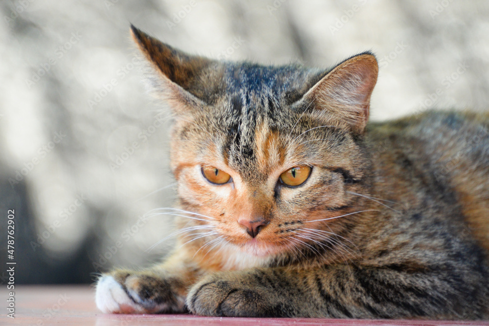 cat looking at camera. Cute domestic animal.