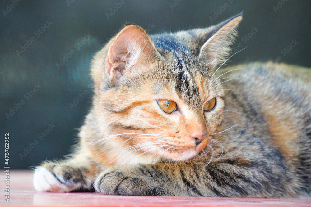 cat looking at camera. Cute domestic animal. cat looking at camera. Cute domestic animal.