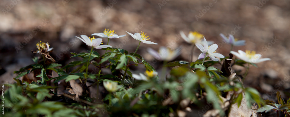 Woodland anemone - Anemone nemorosa- white and yellow blooming rare wild flowers. Woodland anemone - Anemone nemorosa- white and yellow blooming rare wild flowers.