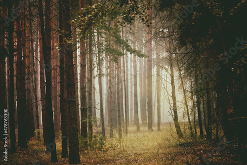 Coniferous dense forest in the fog. Selective focus.