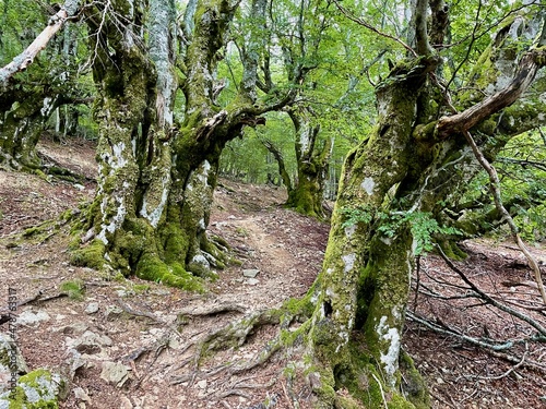 Mystic oak forest at Col de Vizzavona. Corsica  France.