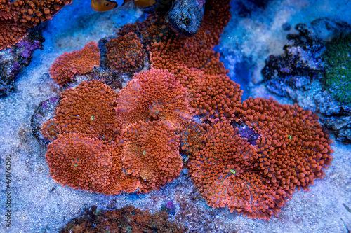 Ricordea Yuma in Home Coral reef saltwater aquarium. The Flower Mushroom Corals. Selective focus photo