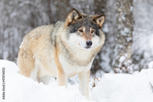 Beautiful wolf standing in the snow in beautiful cold winter forest