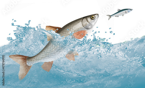 poisson, vandoise , eau, animal, isolé, mer, or, aquarium, pêche, blanc, vecteur, nature, illustration, océan, animal de compagnie, orange, ailette, sous-marin, dessin animé, bleu, tropical, aquatique photo