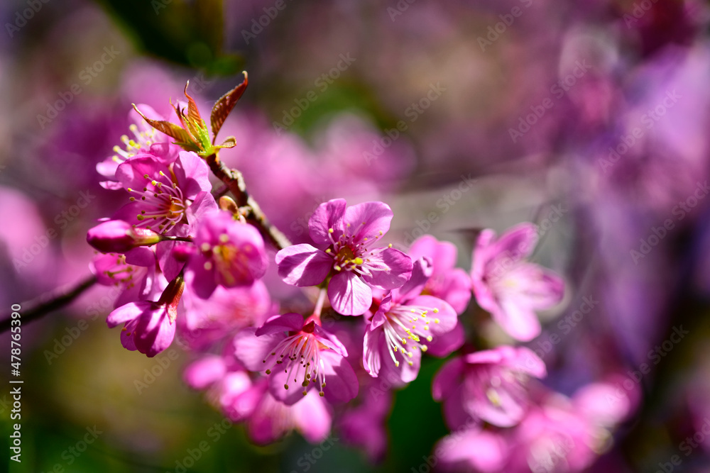 Close up pink sakura blossom, beautiful pink flowers or king tiger tree or Thai cherry blossom, and Wild Himalayan Cherry. Beautiful pink sakura Flower at phu lom lo Loei, Thailand. Close up pink sakura blossom, beautiful pink flowers or king tiger tree or Thai cherry blossom, and Wild Himalayan Cherry. Beautiful pink sakura Flower at phu lom lo Loei, Thailand.