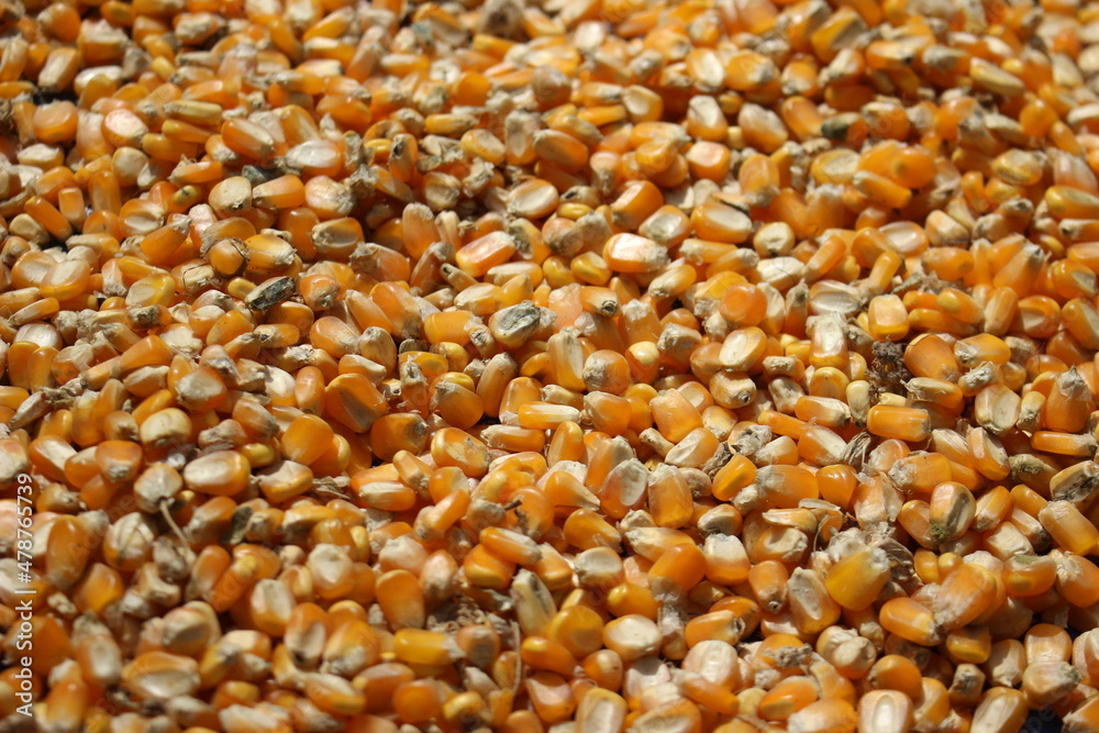 close up corn seeds background close up corn seeds background