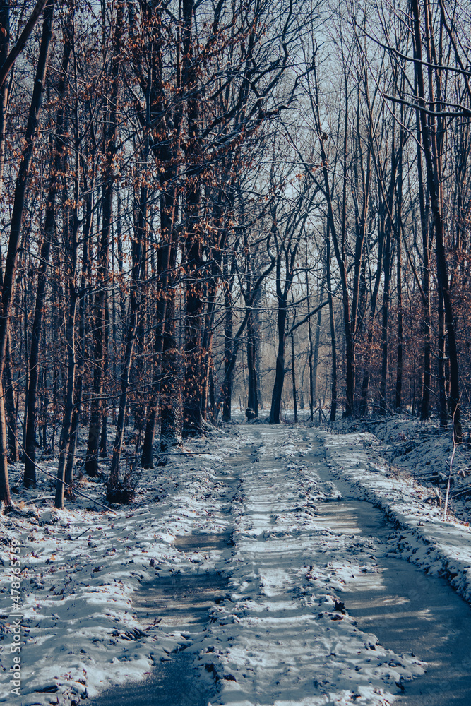 leśna droga zimą