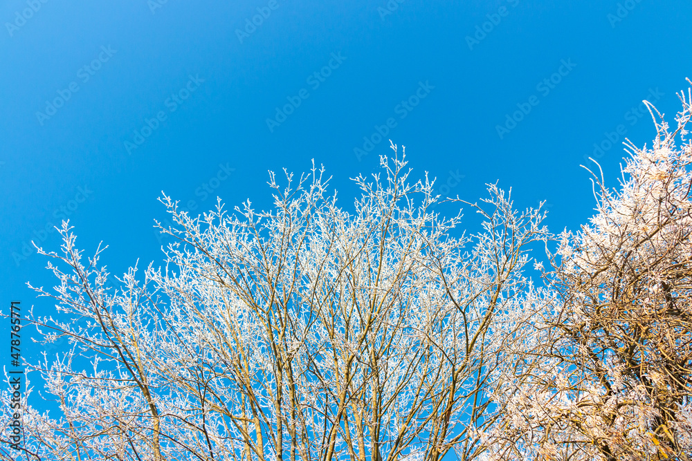Blue sky background in winter with beautiful frozen branches in white Blue sky background in winter with beautiful frozen branches in white