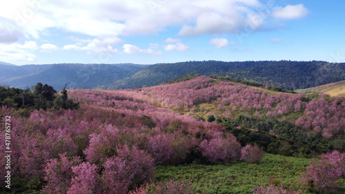 aerial view from drone Beautiful pink sakura Flower at phu lom lo Loei, Thailand. Mountain is covered with a pink sakura blossom, beautiful pink flowers and blue sky. Wild Himalayan Cherry.