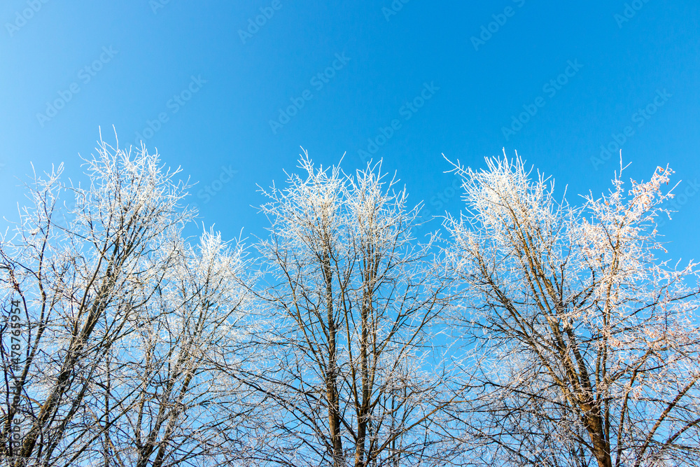 Blue sky background in winter with beautiful frozen branches in white Blue sky background in winter with beautiful frozen branches in white