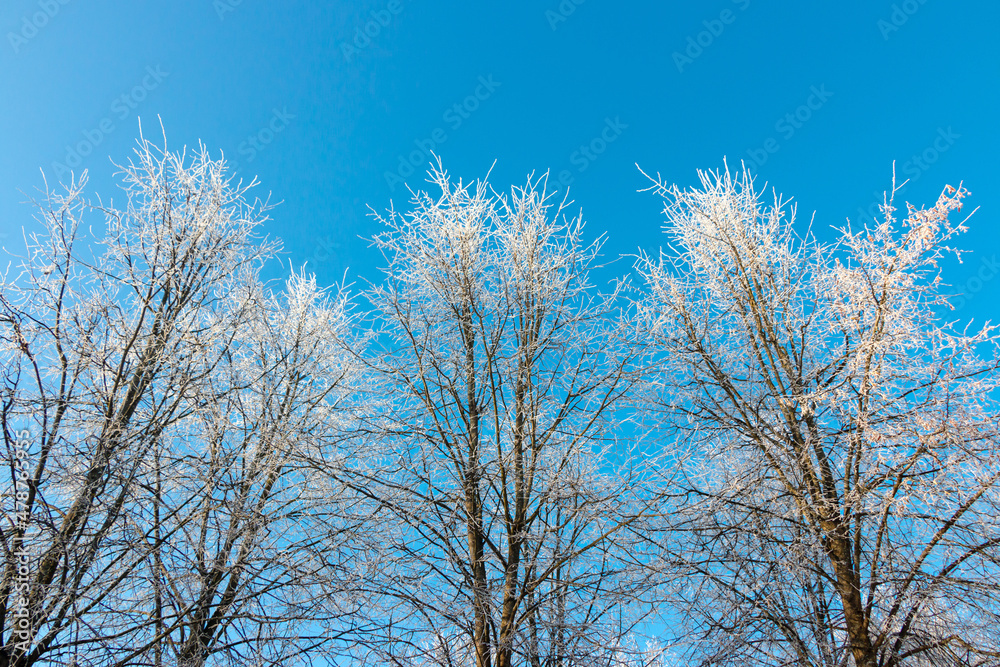 Blue sky background in winter with beautiful frozen branches in white Blue sky background in winter with beautiful frozen branches in white