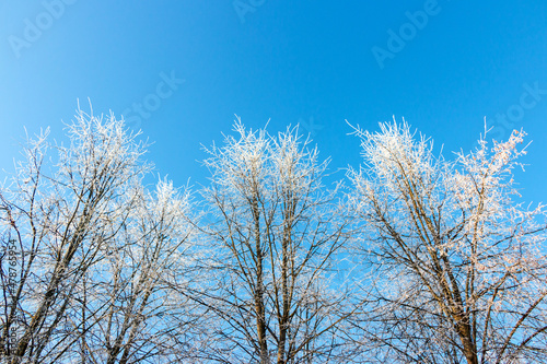 Blue sky background in winter with beautiful frozen branches in white