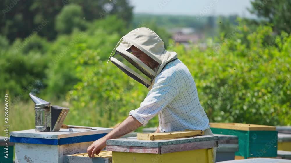 Male apiarist in protective hat checking his honeycombs. Apiarist pulls frames out of the hive and examines them. Trees at the background.