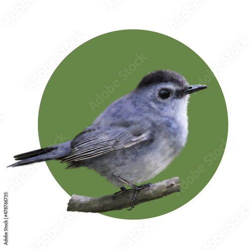 Lovely close up portrait of gray catbird. Detailed illustration of  perching bird of the mimid family in green circle on white background. Best for greeting card, poster photo