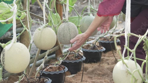 farmer agronomist checking honey melon cantaloupe fruit crop quality. agriculturalist harvest produce in farm