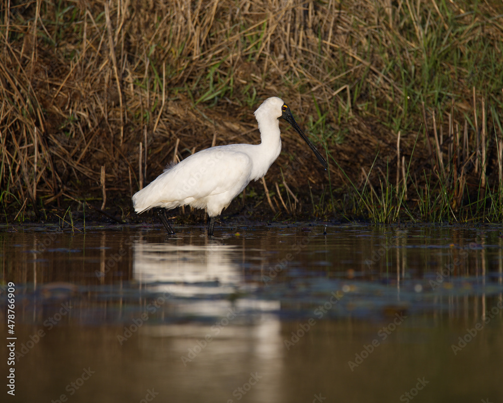 Royal Spoonbill feeding in a lake, in the morning light. Queensland, Australia.( Platalea regia) Royal Spoonbill feeding in a lake, in the morning light. Queensland, Australia.( Platalea regia)