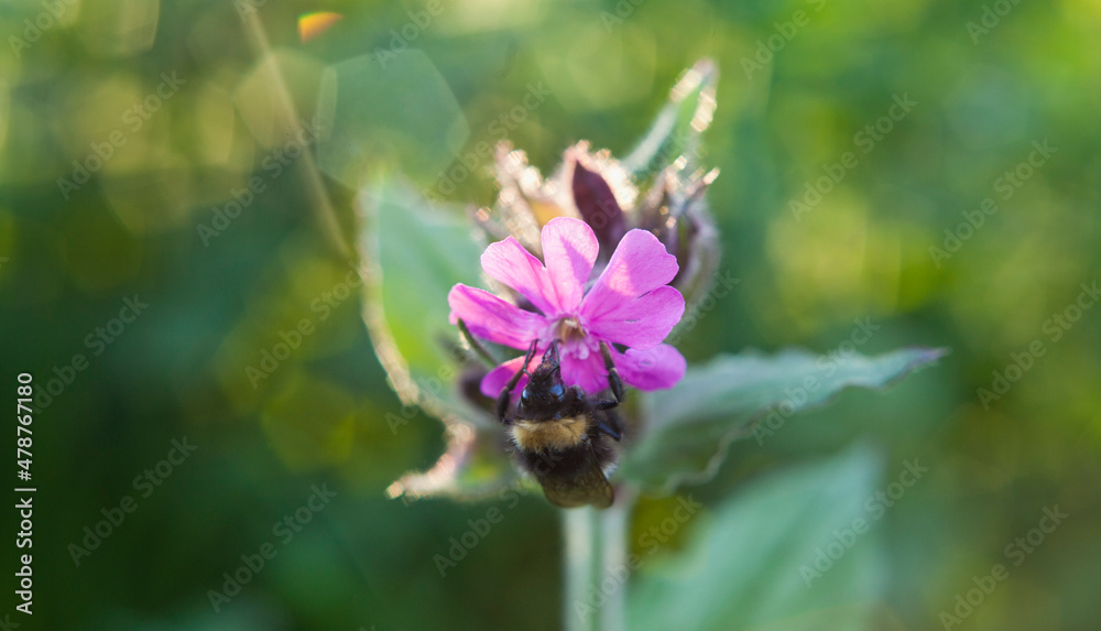Pink flowers of the red campion plant - wildflower meadow. Pink flowers of the red campion plant - wildflower meadow.