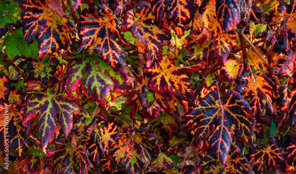 Colorful red, green and yellow grape leaves, autumn pattern at vineyard
Colorful red, green and yellow grape leaves, autumn pattern at vineyard