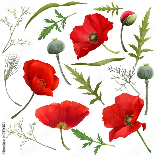 Closeup set of realistic poppies flowers  leaves and seed capsules isolated on white background. Hand drawn floral natural collection. Scrapbook objects for party  wedding  birthday.