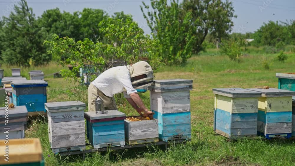 Beekeeper examining his bee farm hives. He takes out the frames out of hive and looks at it in the sun. Numerous bees flying around. Nature background. Beekeeper examining his bee farm hives. He takes out the frames out of hive and looks at it in the sun. Numerous bees flying around. Nature background.