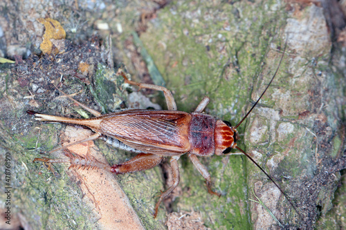 Close up House cricket (Acheta domestica). The pest is often found in homes. photo