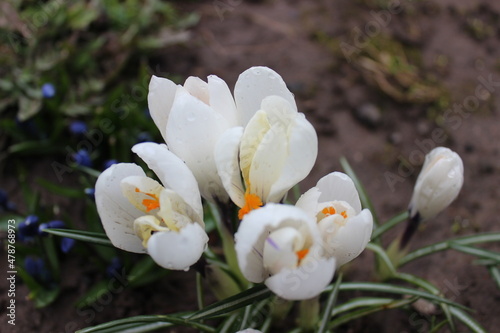 White crocuses on a flower bed.