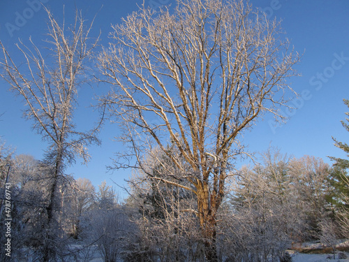 Bare trees against winter sky