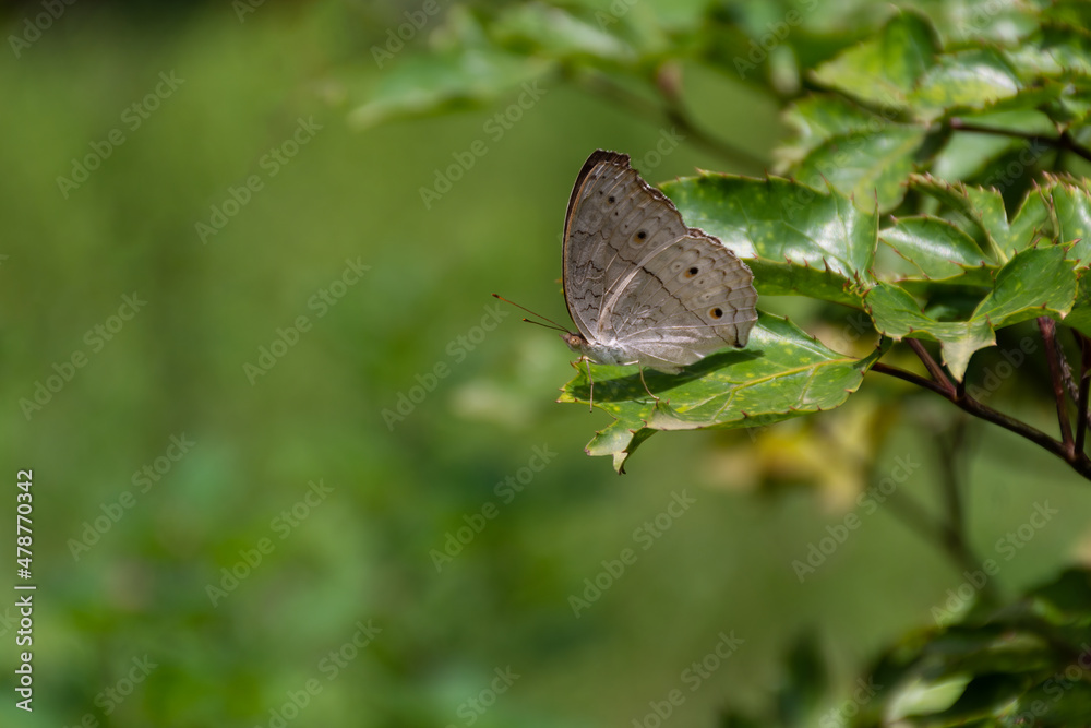 Grey pansy butterfly at rest on a leaf Grey pansy butterfly at rest on a leaf