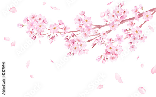 春の花：桜の花と散る花びらの水彩イラスト。（ベクター） 