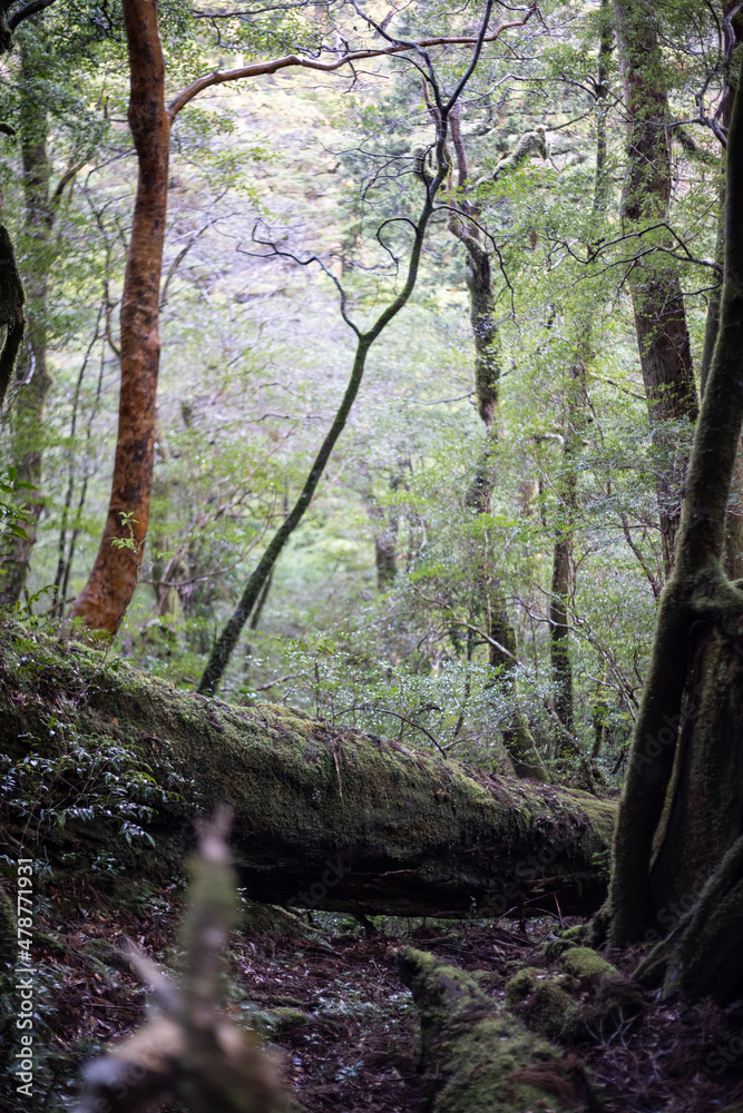Fototapeta premium Winter Yaskuhima forest in Kyusyu Japan(World Heritage in Japan)