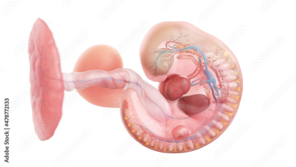 3d rendered medically accurate illustration of a human embryo anatomy - week 5 3d rendered medically accurate illustration of a human embryo anatomy - week 5