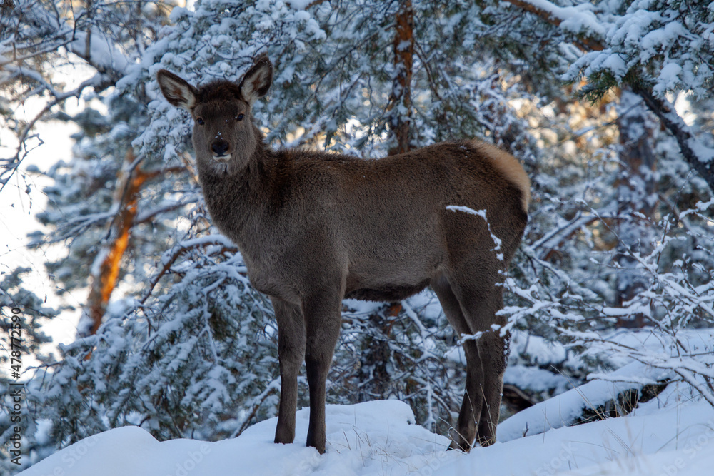 The young Bukhara deer or Cervus elaphus in a winter pine forest. Burabay National Park, Aqmola Region, Kazakhstan. The young Bukhara deer or Cervus elaphus in a winter pine forest. Burabay National Park, Aqmola Region, Kazakhstan.