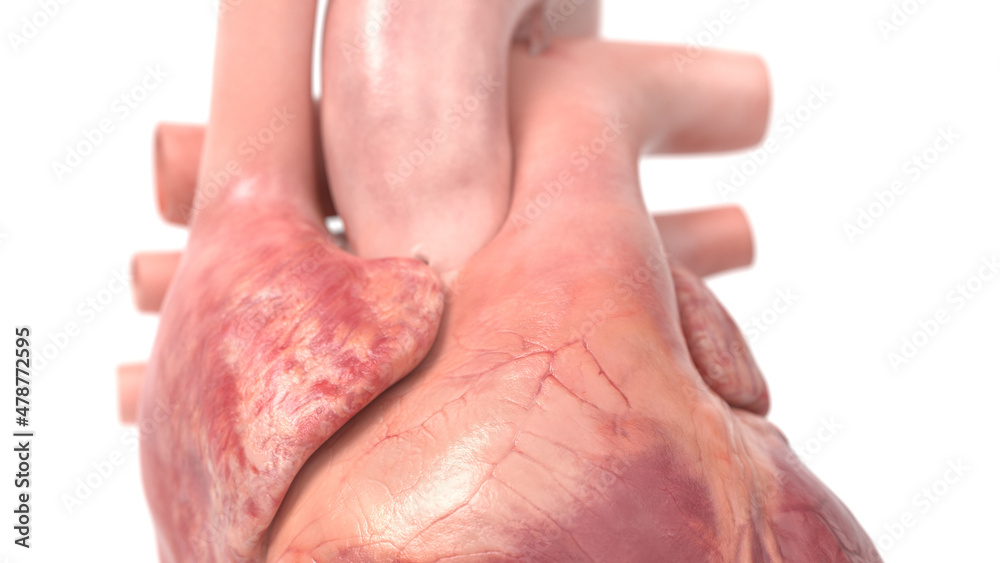 3d rendered illustration of the human heart 3d rendered illustration of the human heart