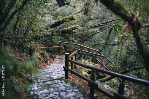 Winter Yaskuhima forest in Kyusyu Japan(World Heritage in Japan) © osero.