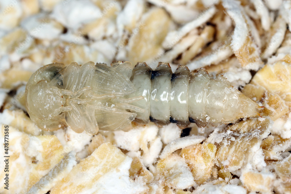 Pupa of mealworm beetle Tenebrio molitor, a species of darkling beetle