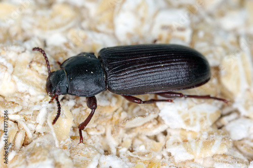 mealworm beetle Tenebrio molitor, a species of darkling beetle pest of grain and grain products as well as home products photo