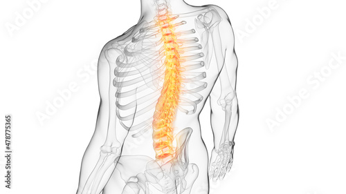 3d rendered illustration of a painful back