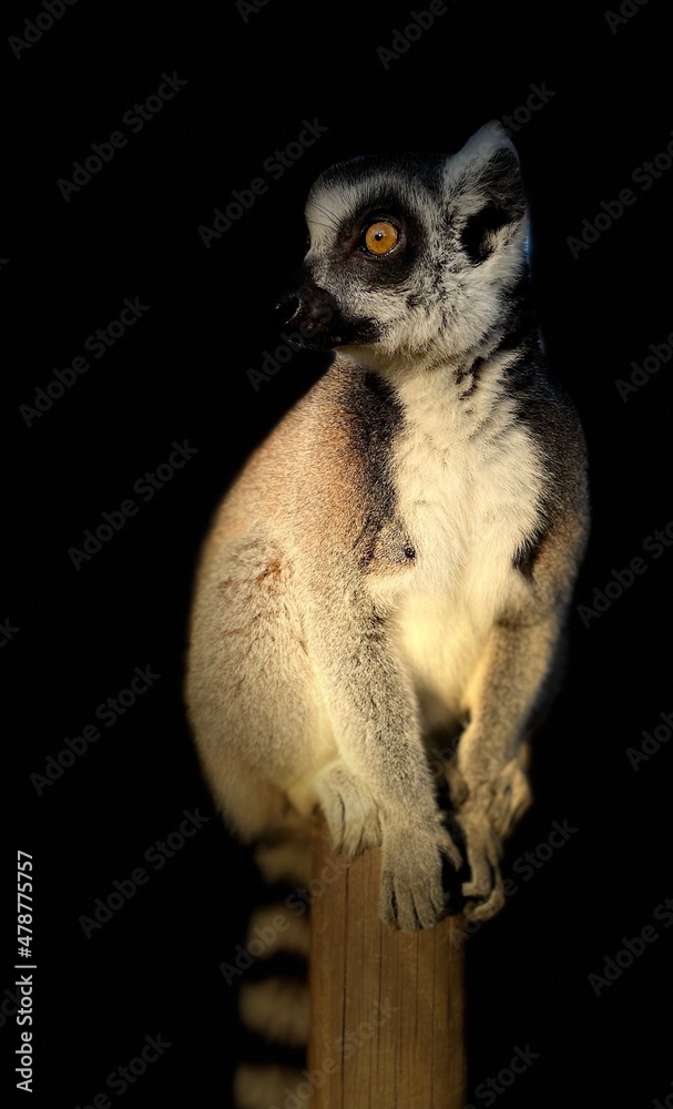 Fototapeta premium Lémurien maki catta