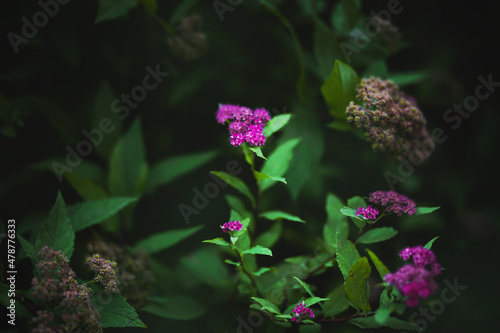 Pink delicate spirea flowers bloom on a bush with green leaves among the twilight. Nature in summer. photo