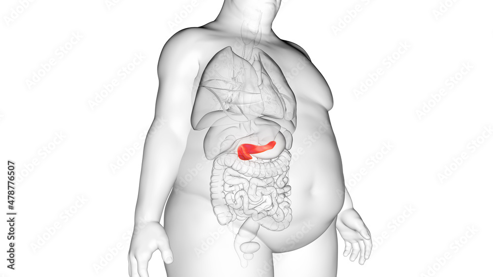 3d rendered illustration of an obese mans pancreas 3d rendered illustration of an obese mans pancreas