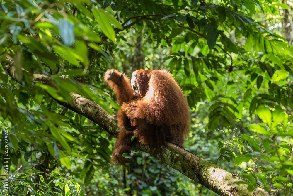 Obraz premium Free, wild, male Sumatran orangutan in Gunung Leuser National Park on the Indonesian island of Sumatra. Near the village of Ketambe, these wonderful animals can be observed in the jungle.