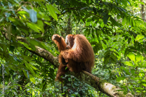Free, wild, male Sumatran orangutan in Gunung Leuser National Park on the Indonesian island of Sumatra. Near the village of Ketambe, these wonderful animals can be observed in the jungle. photo