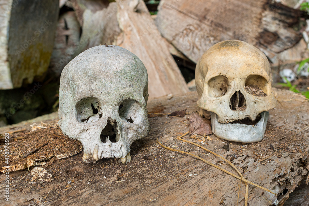 Close-up of a death's head exposed in the spectacular cave tomb of Lombok Parinding which has housed the dead of Tana Toraja since 700 years Close-up of a death's head exposed in the spectacular cave tomb of Lombok Parinding which has housed the dead of Tana Toraja since 700 years