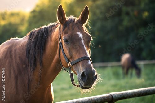 Thoroughbred horse mare on pasture. Farm animal photo