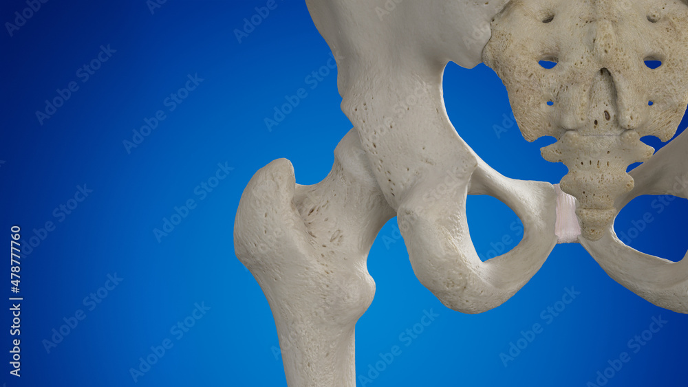 3d rendered illustration of the hip joint 3d rendered illustration of the hip joint